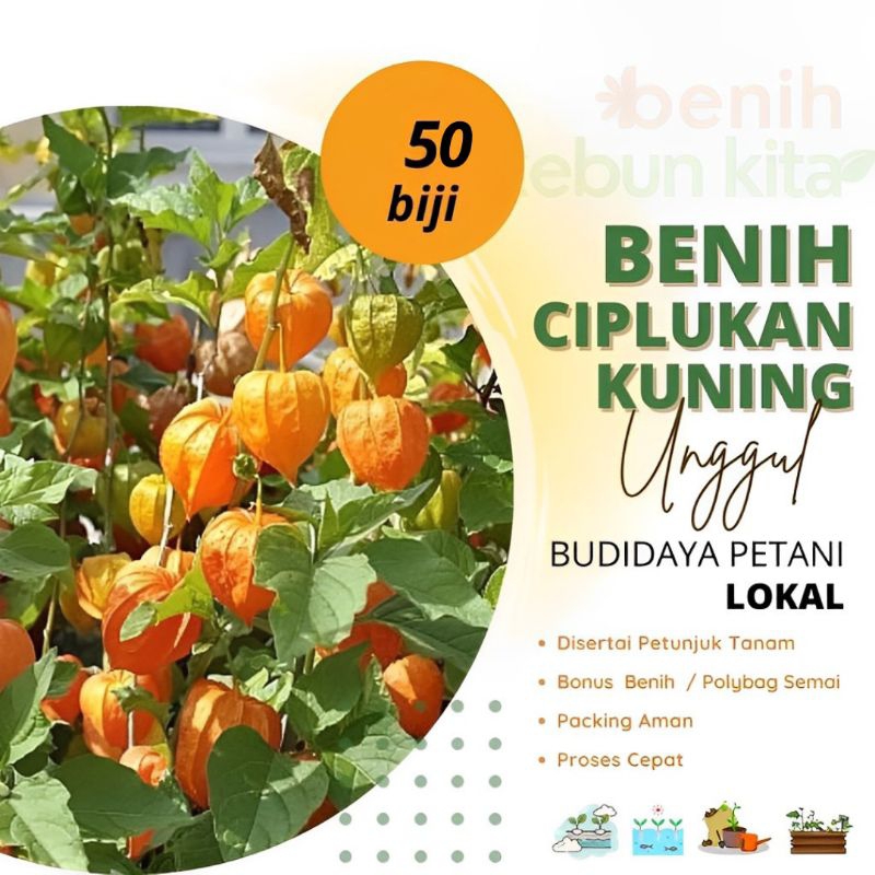 50 Benih Golden Berry - Ciplukan Orange - Ciplukan Golden - Original