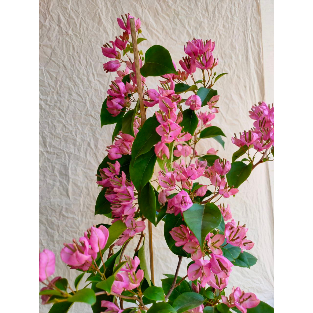 Bougenville Anggur Pink