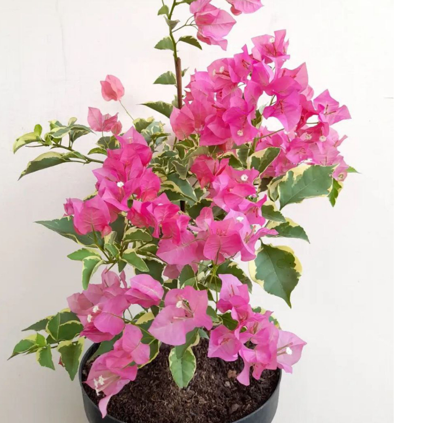 Bougenville Varigata Pink
