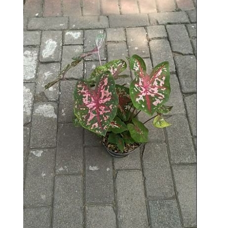 keladi Carolyn Worton