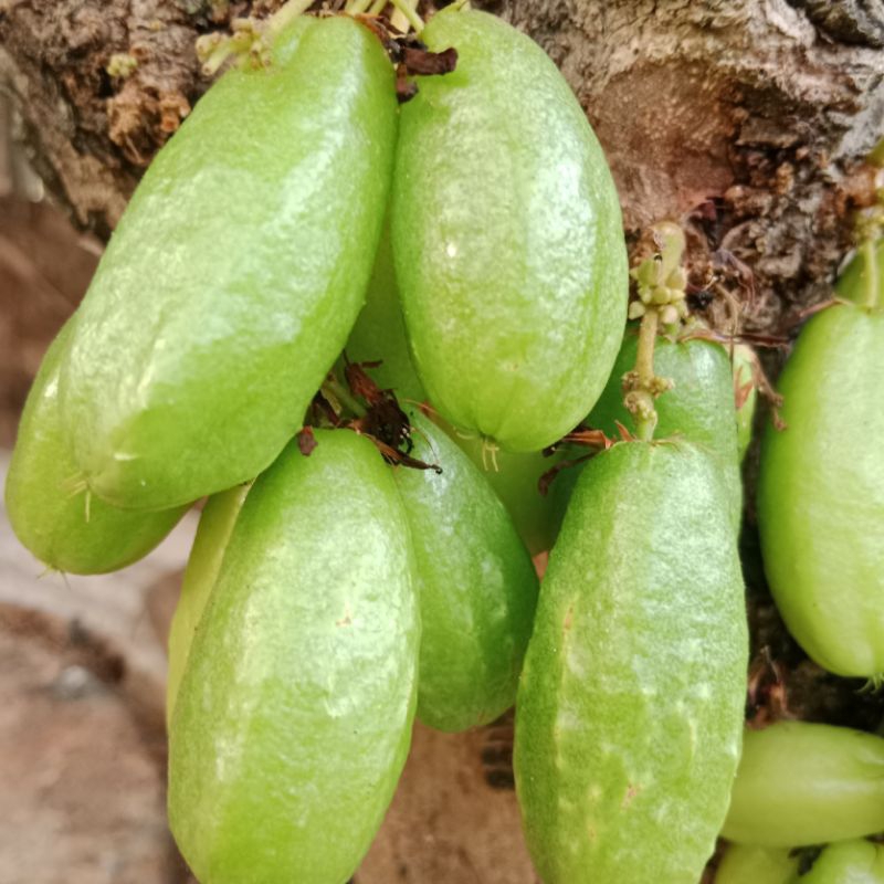 

Buah belimbing wuluh segar 250gram