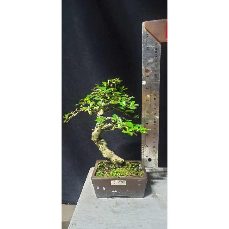 bonsai hokiantea