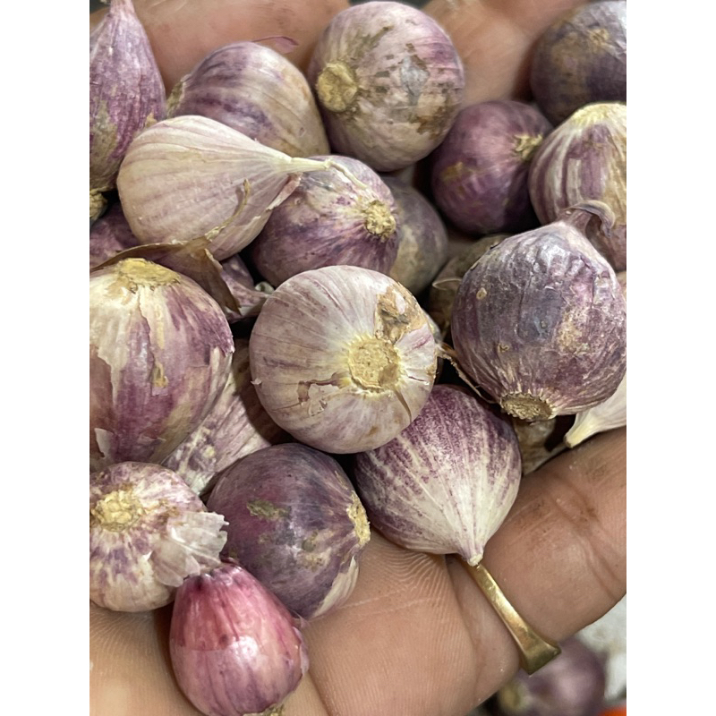 

bawang putih tunggal bawang putih lanang