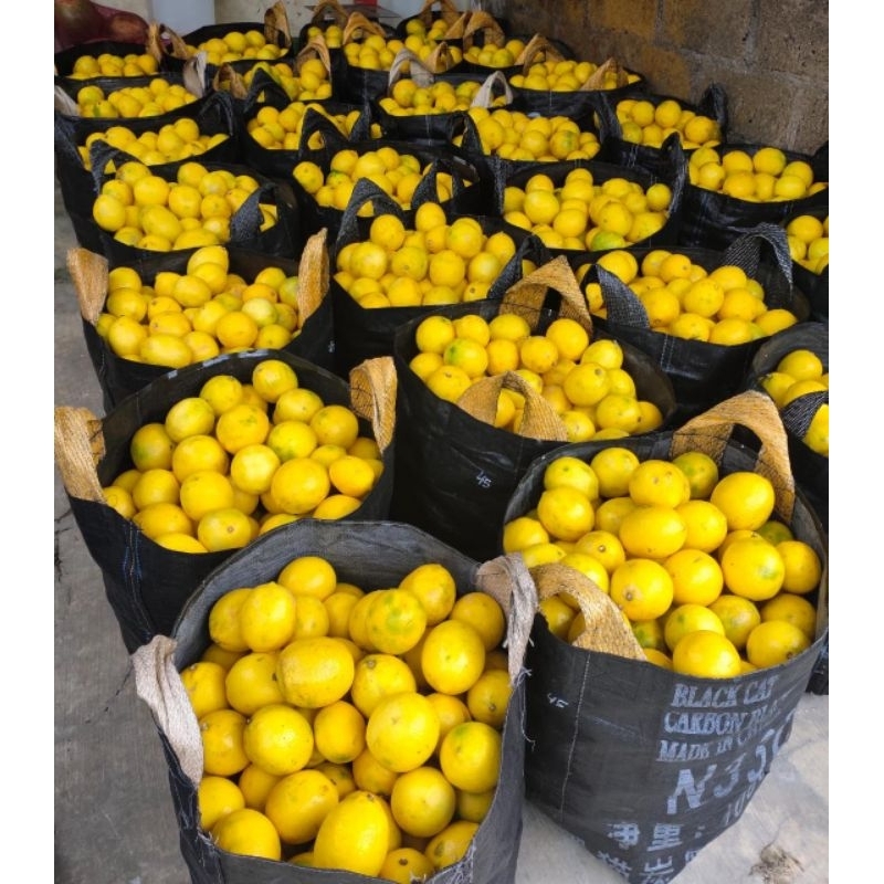 

Buah Jeruk Lemon California