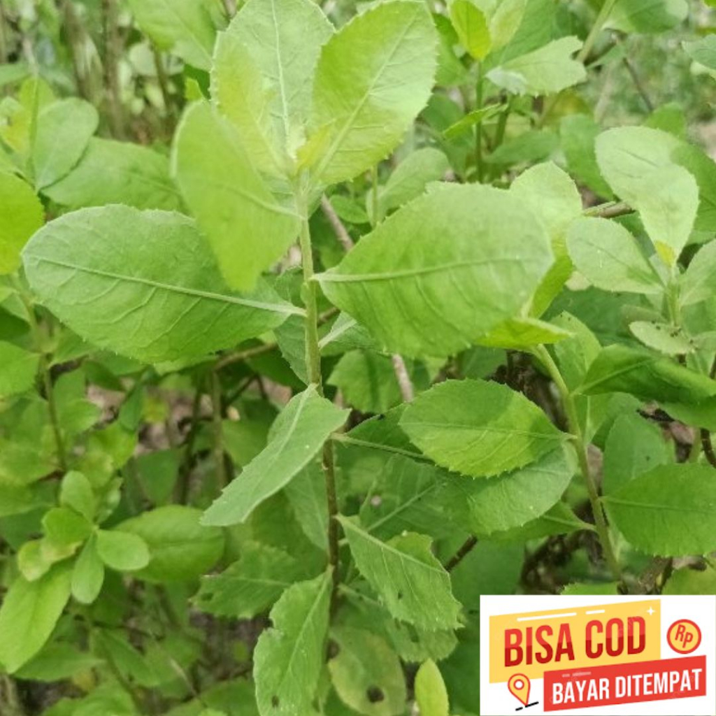 

Daun Beluntas Fresh Segar (250 gram)