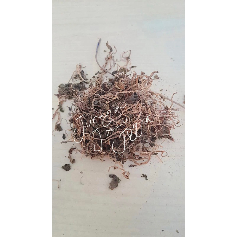 

sirih cina / Suruhan 50 gr kering utuh/ bubuk / teh celup / kapsul