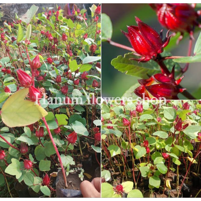 tanaman hidup rosella - (teh Rosella)