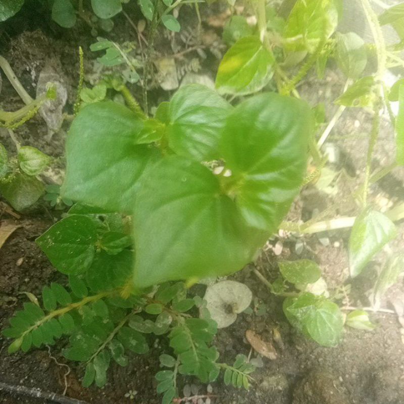 

daun sirih cina segar langsung petik