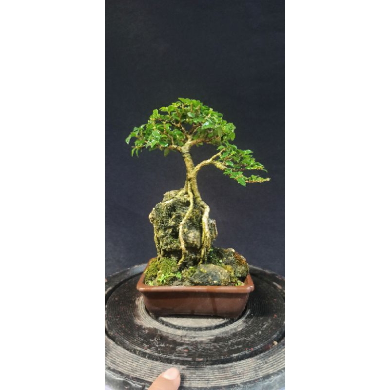 bonsai sakura mikro on the rock