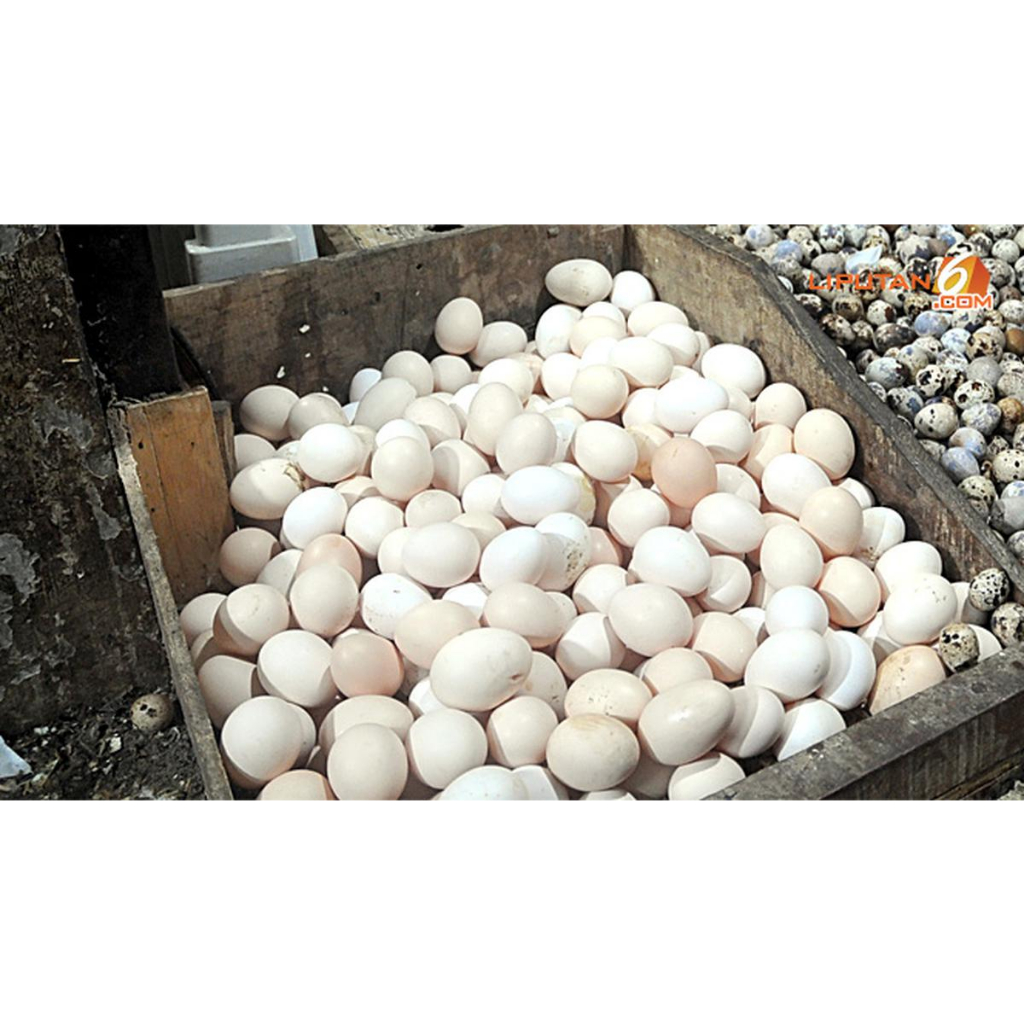 

telur ayam kampung asli fresh konsumsi 15butir