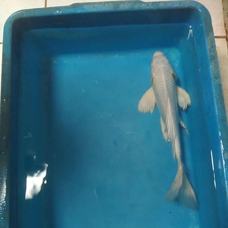 ikan koi platinum size 28-30 cm full putih blitar