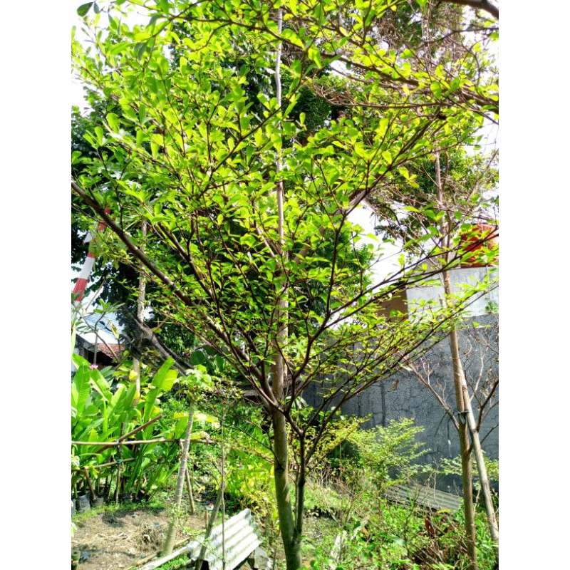 Tanaman Hias Pohon Ketapang Kencana 2.5 meter