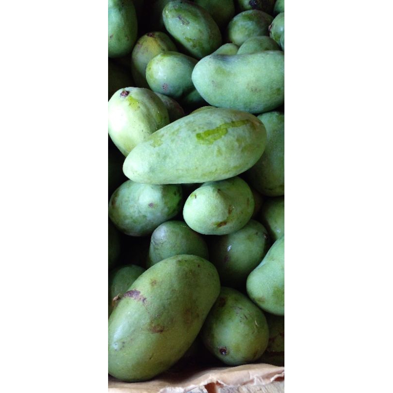 

Mangga gadung 1 kg