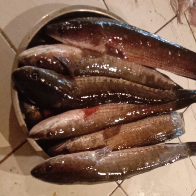 

ikan gabus fresh segar