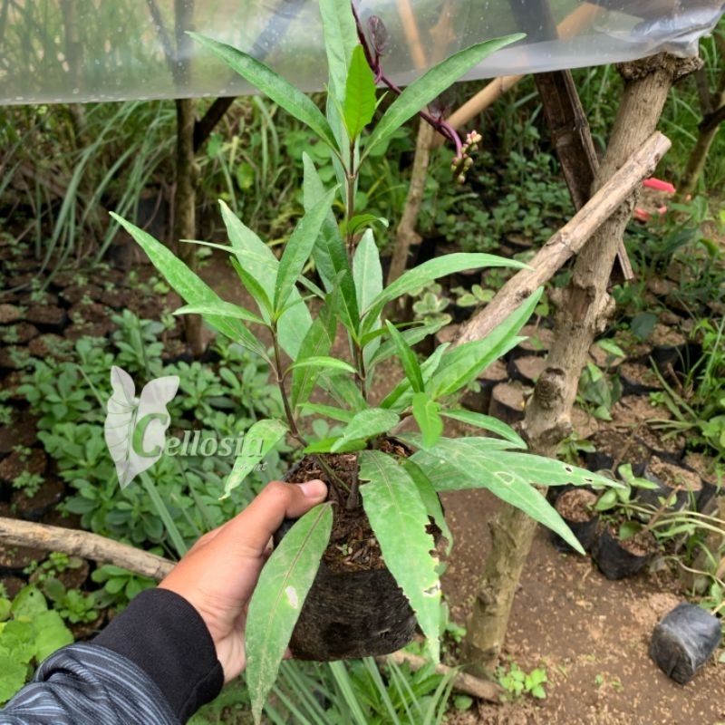 Bibit Tanaman Herbal Gandarusa