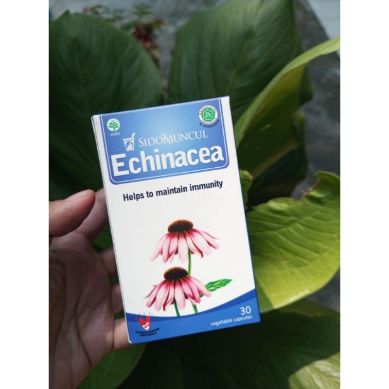 

Sido muncul echinacea 30 kapsul