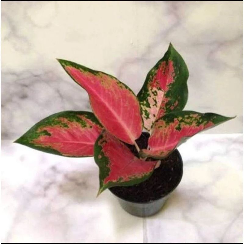Aglonema red kochin - tanaman hias aglonema red kochin