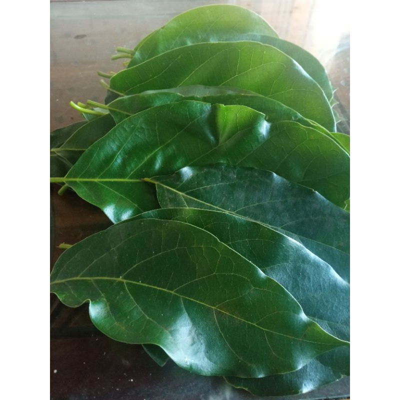 

daun alpukat segar 100lembar