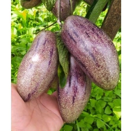 

Buah papino/put fress