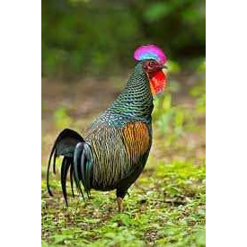 TELUR AYAM HIAS HUTAN BEKISAR FERTIL UNTUK DITETASAKAN