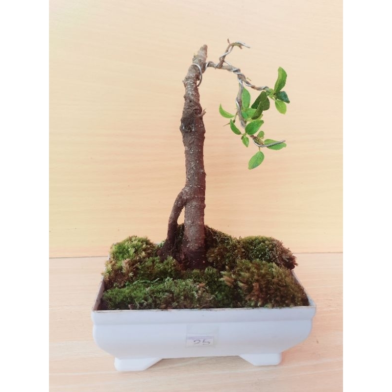 bonsai kecil(mame) kimeng