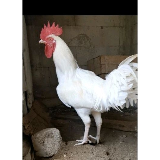 Ayam pelung putih Jantan Jago kokok enak