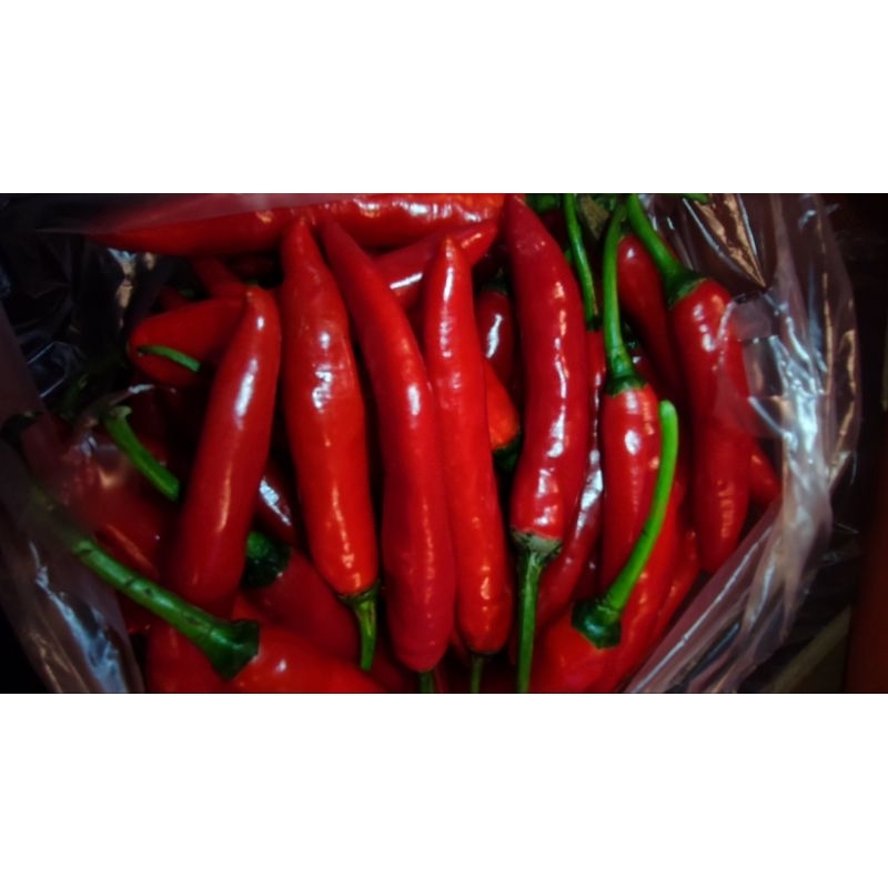 

Cabe Merah Besar