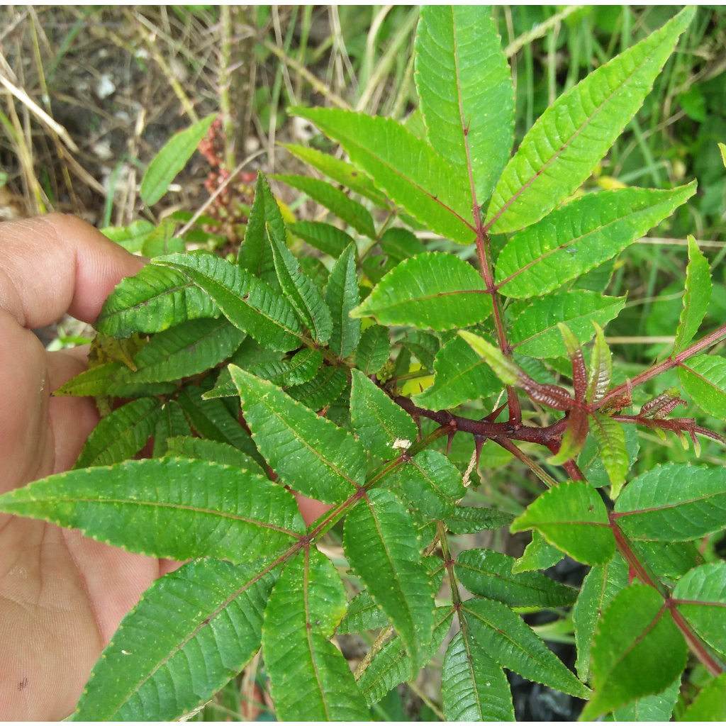 

Daun Andaliman