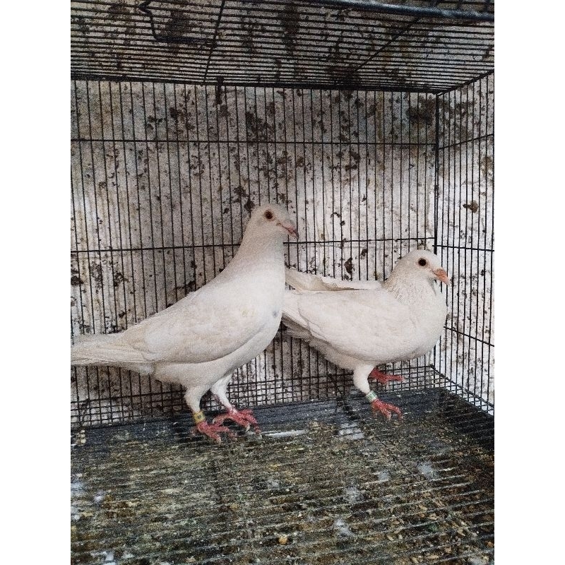burung merpati pos racing putih