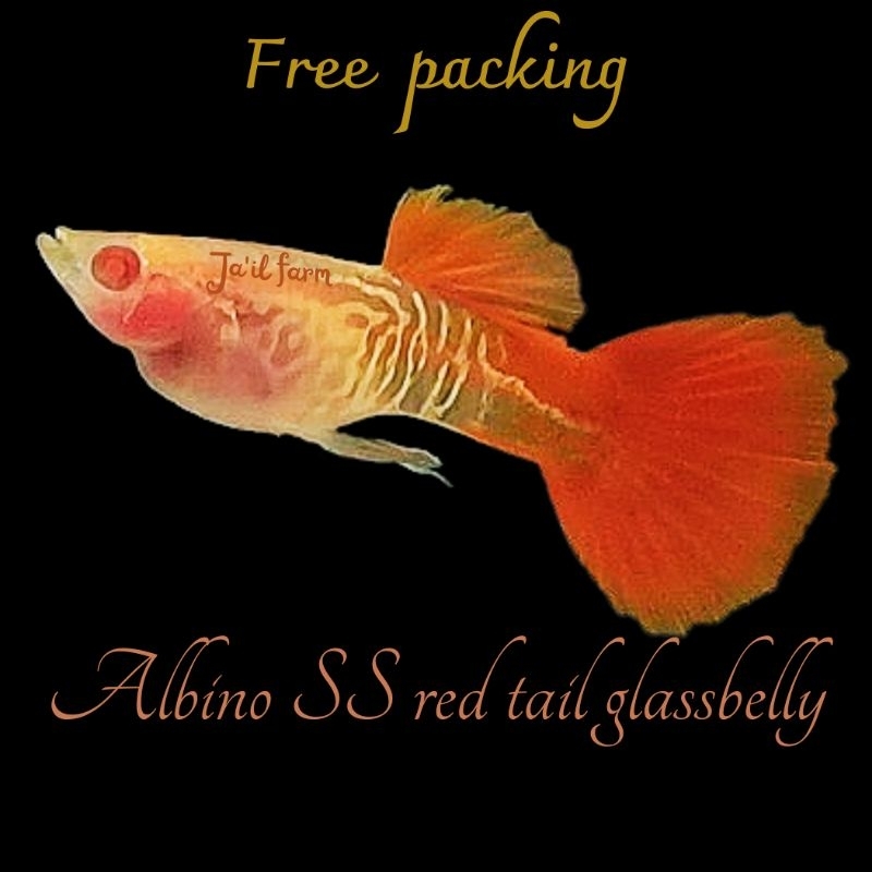 

FREE XTRA PACKING - ALBIN0 SN4KE SKIN RED T4IL GLASSBELLY