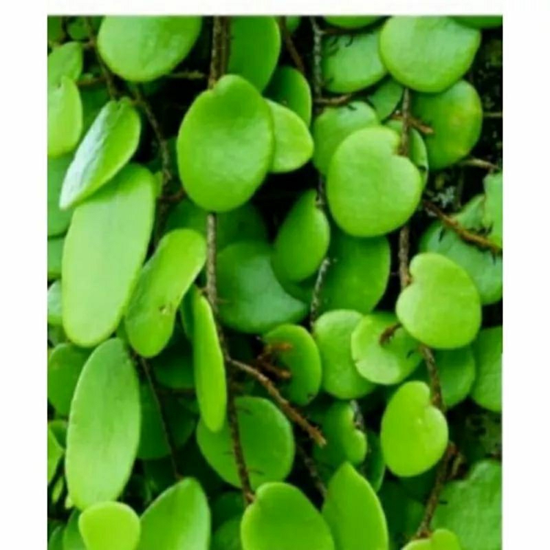 

Daun Picisan/Sisik Naga Obat Tradisional