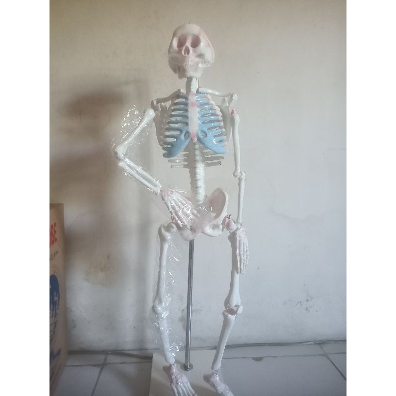 

model kerangka manusi mini tinggi 100cm