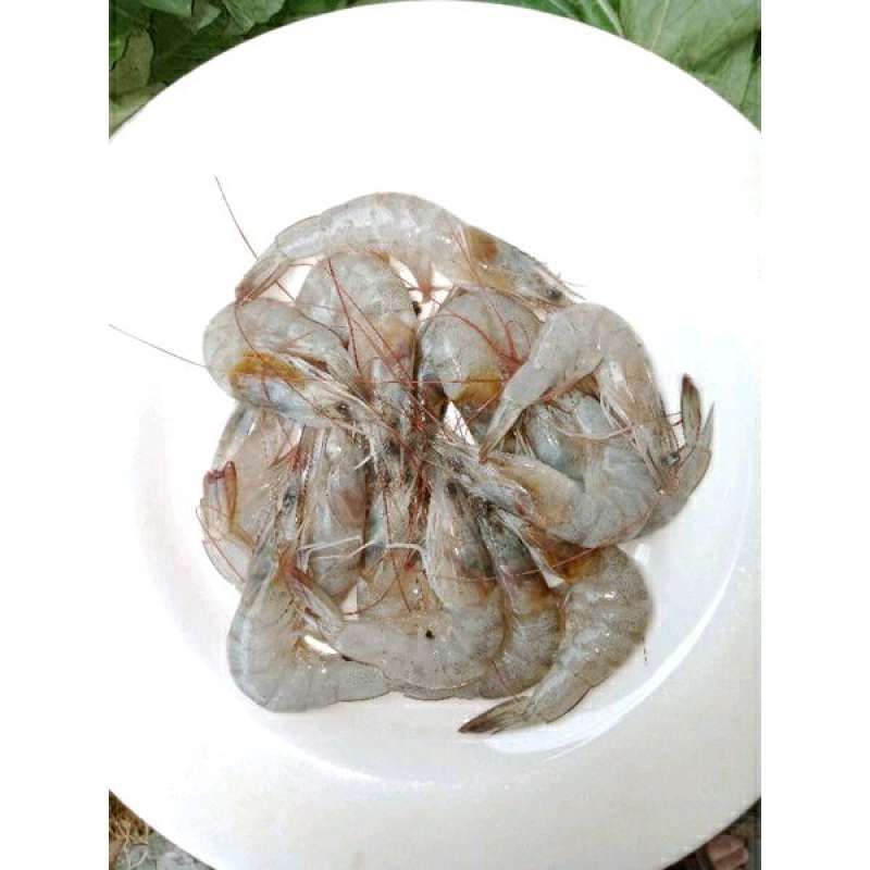 

Udang Segar ukuran sedang