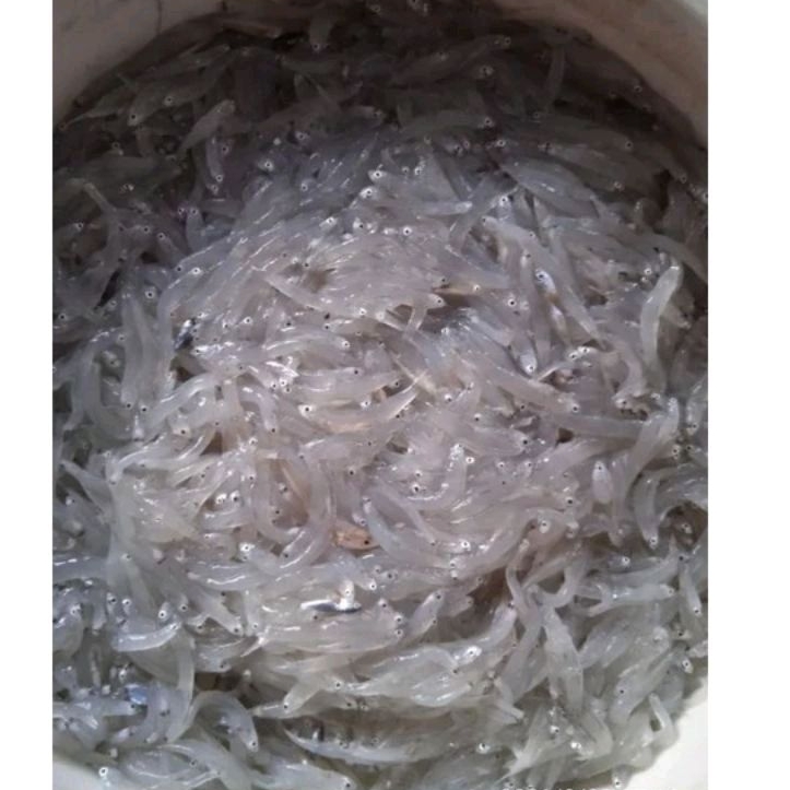 

ikan teri medan basah fresh harian 250 gr