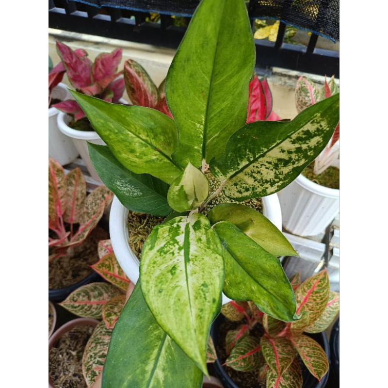 kochin sunrise - aglonema rare item - aglonema langka