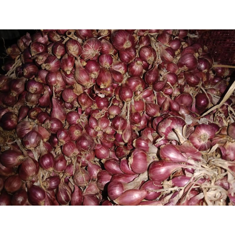 

Bawang Merah Asli Brebes