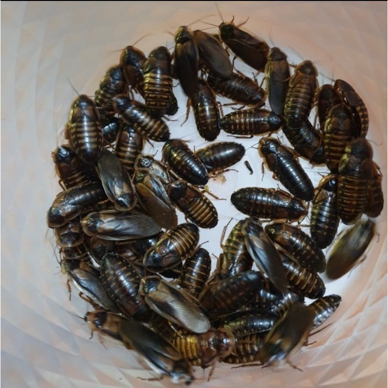 indukan kecoa dubia betina