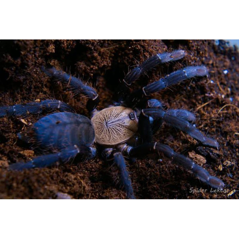 cyriopagopus sp. hati hati