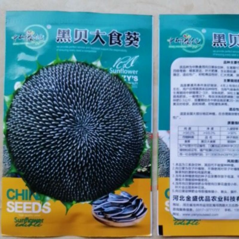 Benih Bunga Biji Matahari Besar 85 Biji