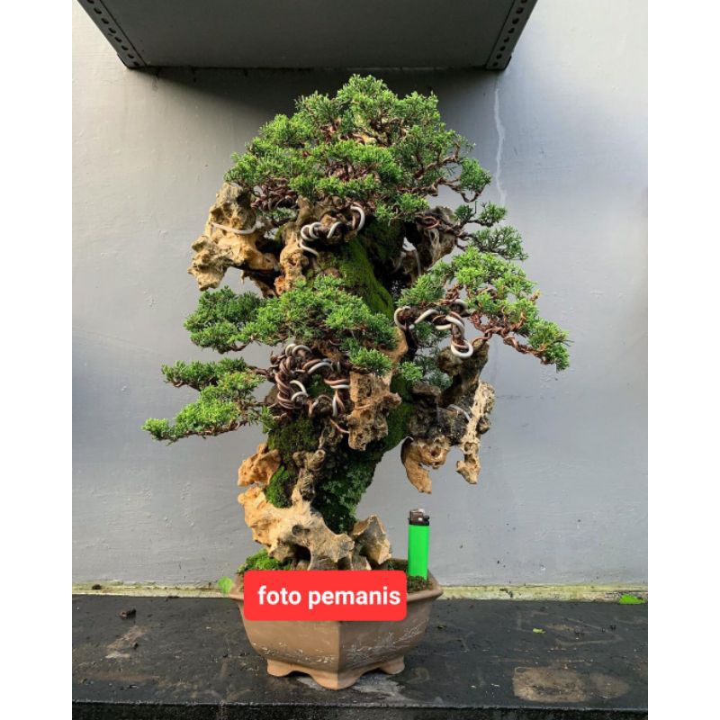 Cemara Sinensis Blue