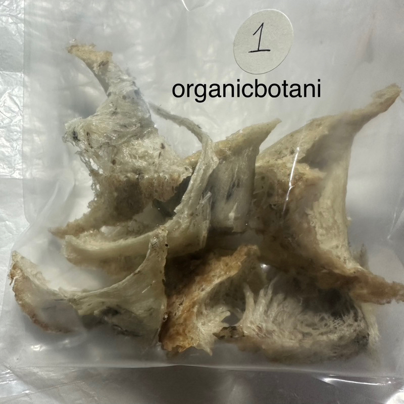 

Sarang Burung Wallet ASLI PANEN Langsung. Bird Nest 50 GRAM Original.