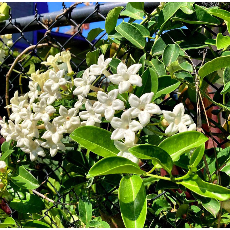 Tanaman hoya wangi murah