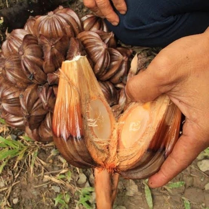 

Buah Nipah Muda per 1kg