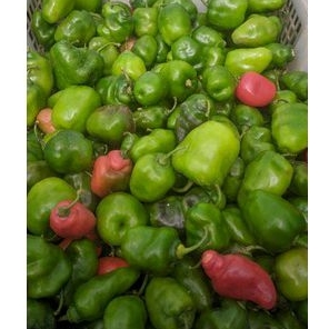 

CABAI GENDOT / CABAI DIENG / LOMBOK DIENG PANEN SENDIRI (1 KG)