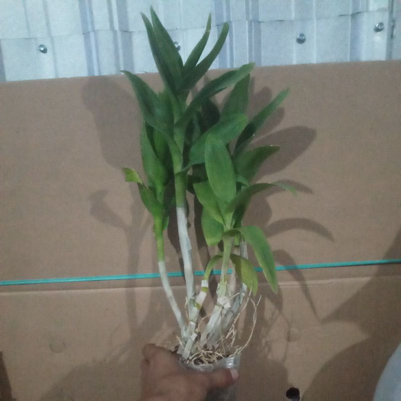 dendrobium besar