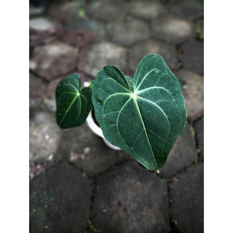 anthurium clarinervium hybrid