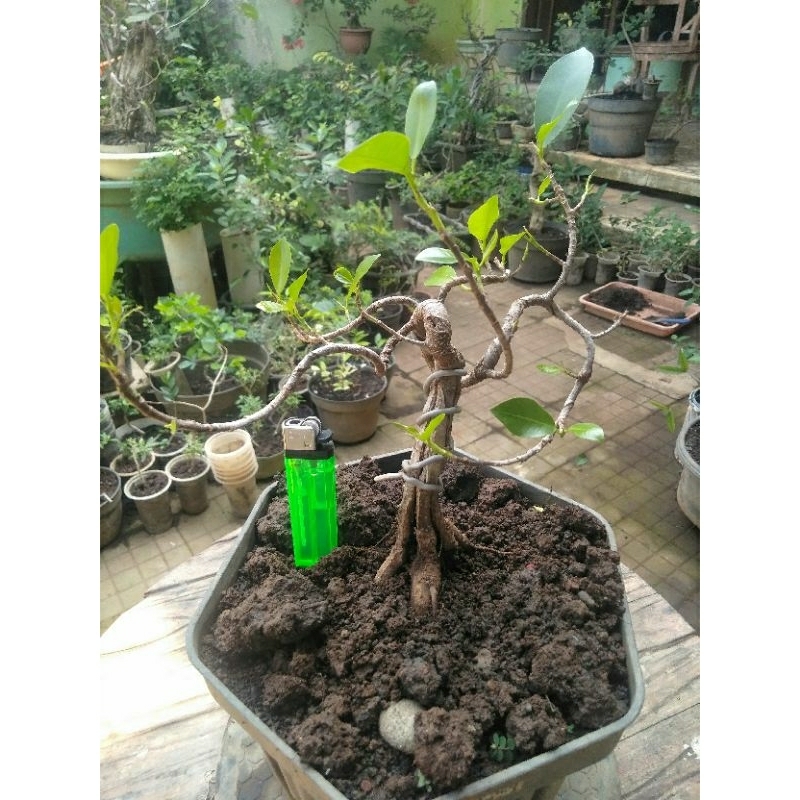 Bonsai Iprik Recomended