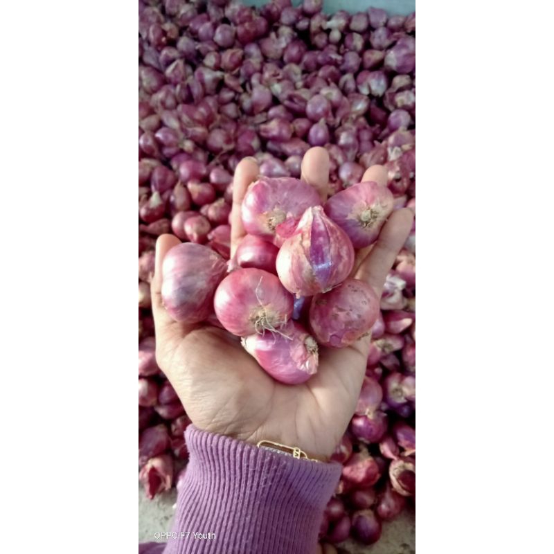 

bawang merah 1 kg