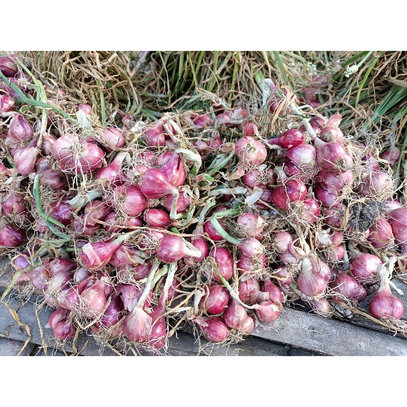 

BAWANG MERAH MURAH BERKUALITAS