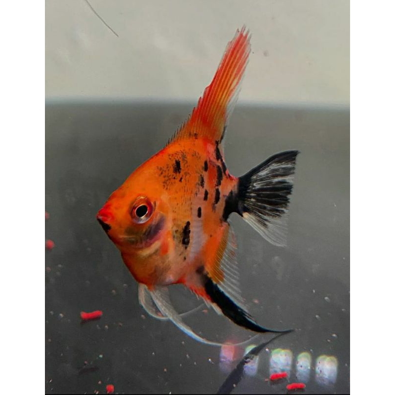 

Packing Kardus Menfish Red Devil